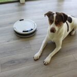 Best Hoover for Dog Hair to Choose in