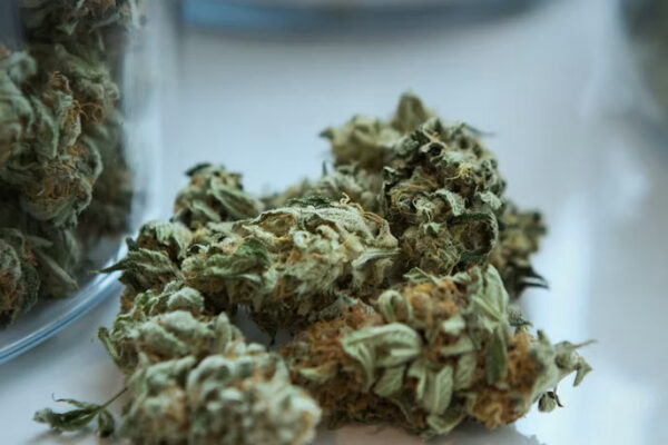 Best weed delivery service in Brighton