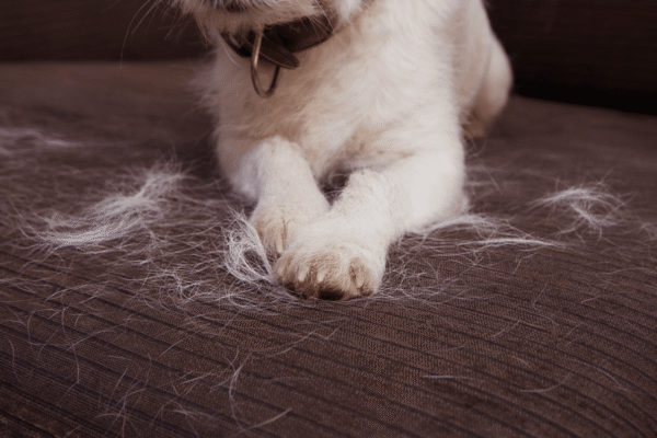 Pet Hair Buildup – Remove Fur From Seats Faster