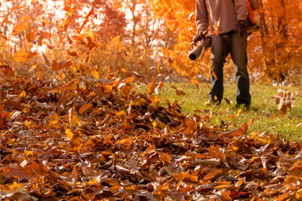 5 Best Leaf Removal Services in Fort Wayne – Find fast fall cleanups for lawns and beds