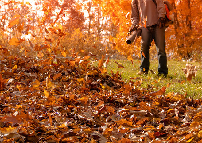 5 Best Leaf Removal Services in Fort Wayne - Find fast fall cleanups for lawns and beds